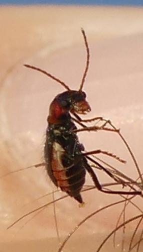 Réf. 258 378 : Cyrtosus cyanipennis